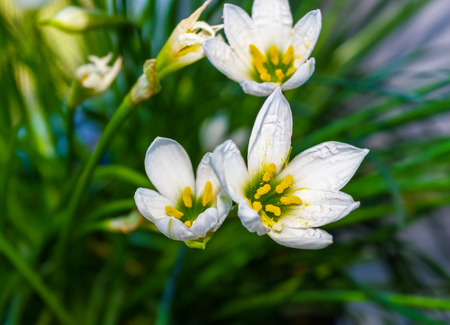 decorative white flower rain lily Zephyranthes grandiflora on blurred background, closeupの写真素材