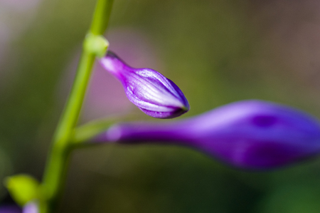 Flower hosta growing in the summer garden. close up, macro, selective focusの写真素材