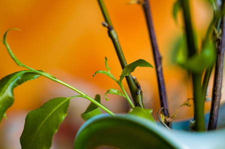 Willow branches with fresh green leaves in a vase, spring still lifeの写真素材