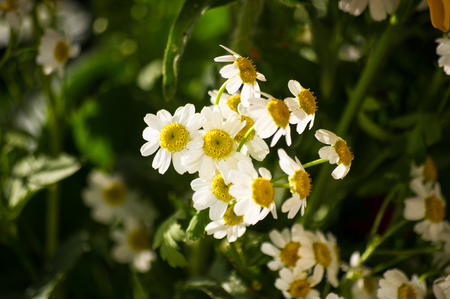 a colorful bouquet of bright spring flowers of various types, close-upの写真素材