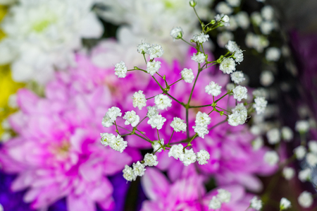 Beautiful gift bouquet of various colorful decorative summer flowers, close-upの写真素材
