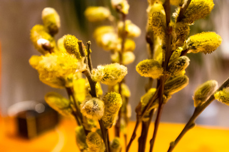 Beautiful early spring willow twigs with catkins, close up, macro