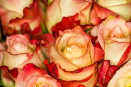 Beautiful large bouquet of yellow-red roses on dark background. Nature. Greeting cardの写真素材