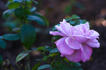 Purple Rose flower on green background. Nature.の写真素材