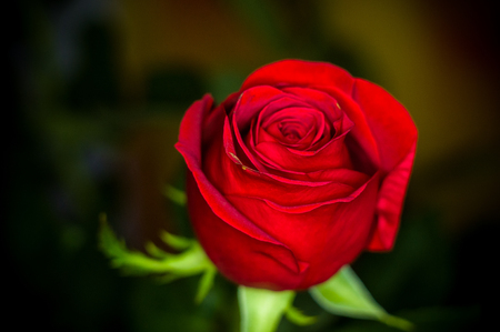 Beautiful Red Rose flower on dark background. Nature. Greeting cardの写真素材