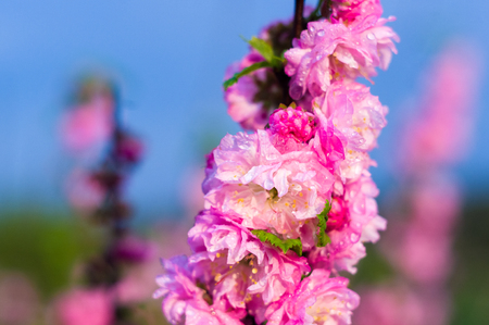 Background blooming beautiful white cherries in raindrops on a sunny day in early spring close upの写真素材