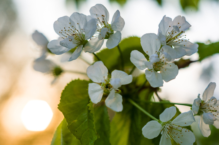 Background blooming beautiful white cherries in raindrops on a sunny day in early spring close upの写真素材
