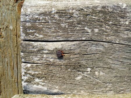 texture of old shabby rustic wooden fence made of planks, with rusty nails, close-up, grunge...