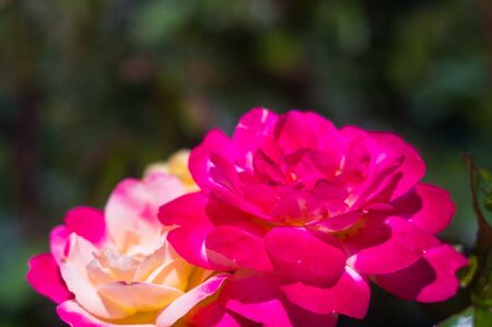 Red Rose flower on green background. Nature.の写真素材