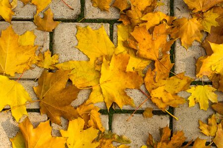 Urban Autumn landscape - yellow autumn leaves on paving tile, close up