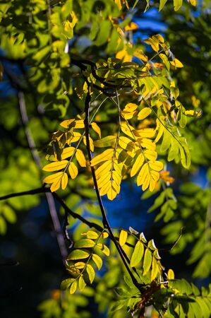 evening landscape of early autumn, the old Park, trees, green grass, bright yellow leaves, solar spot lightの写真素材