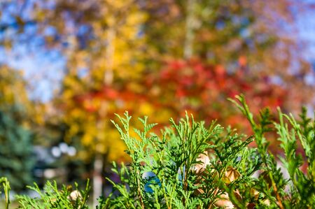Autumn cityscape on a Sunny day - yellow autumn trees in the Park, colorful red and orange leaves, and bright sky with cloudsの写真素材