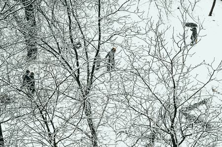 Winter urban landscape - snow covered trees on foggy backgroundの写真素材