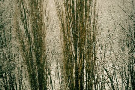 Winter urban landscape - snow covered trees on foggy backgroundの写真素材