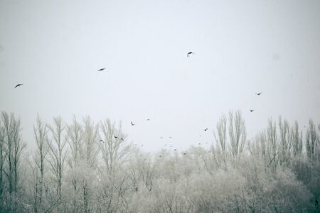 Winter urban landscape - snow storm, snow covered trees and black birds