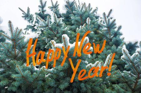 New Year Concept postcard. Green fluffy fir tree branch in the snow and congratulatory inscription