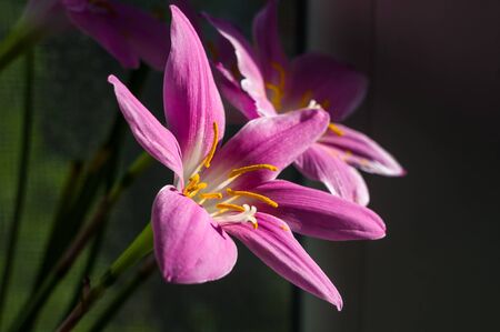 decorative pink flower rain lily Zephyranthes grandiflora on blurred backgroundの写真素材