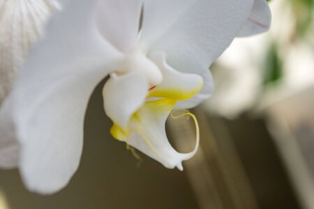 Beautiful blooming white Orchid flowers, selective focus, close up, macroの写真素材
