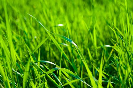 Spring or summer natural abstract background with grassの写真素材
