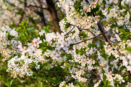 Background blooming beautiful white cherries in raindrops on a sunny day in early spring close up