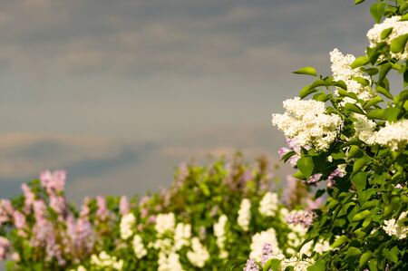Branch with spring blossoms pink lilac flowers, blooming floral background.の写真素材