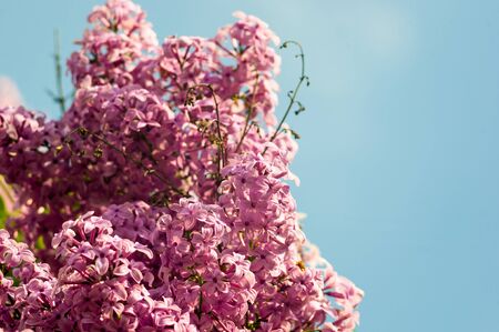 Branch with spring blossoms pink lilac flowers, blooming floral background.の写真素材