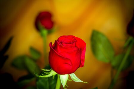 Beautiful Red Rose flower on dark background. Nature. Greeting cardの写真素材