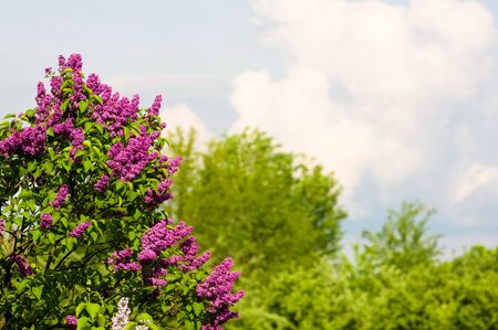 Branch with spring blossoms pink lilac flowers, blooming floral background.の写真素材
