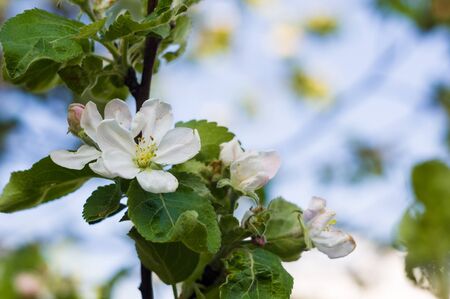 Background of blooming beautiful flowers of apple on a sunny day in early spring close upの写真素材