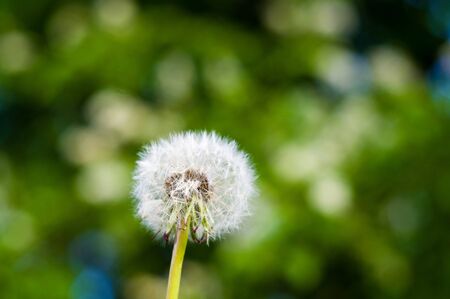 Dandelion seeds in sunlight on spring green background, macro, close upの写真素材
