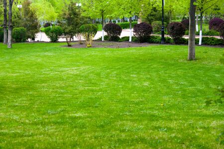 Spring or summer natural abstract background with grassの写真素材