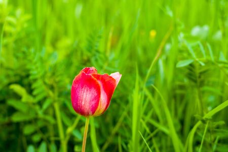 Beautiful colorful tulips in early spring in the garden on a background of bright green grassの写真素材