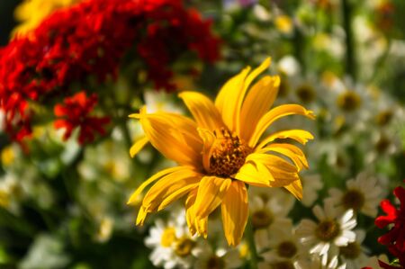 a colorful bouquet of bright spring flowers of various types, close-upの写真素材