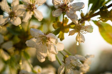Background blooming beautiful white cherries in raindrops on a sunny day in early spring close upの写真素材