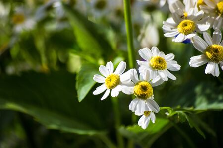Blooming camomile, beautiful nature scene, summer backgroundの写真素材
