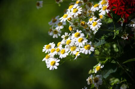 Blooming camomile, beautiful nature scene, summer backgroundの写真素材
