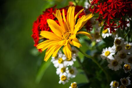 a colorful bouquet of bright spring flowers of various types, close-upの写真素材