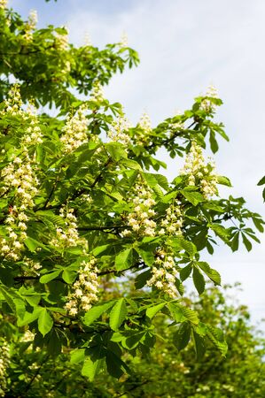Flowering branches of chestnut Castanea sativa tree, and blue skyの写真素材