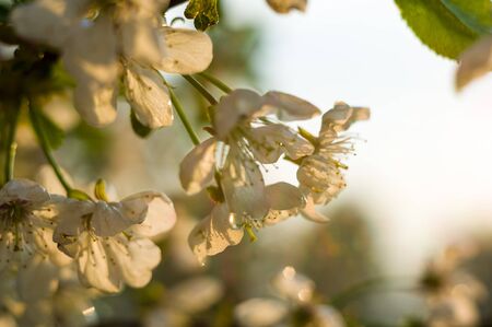 Background blooming beautiful white cherries in raindrops on a sunny day in early spring close upの写真素材