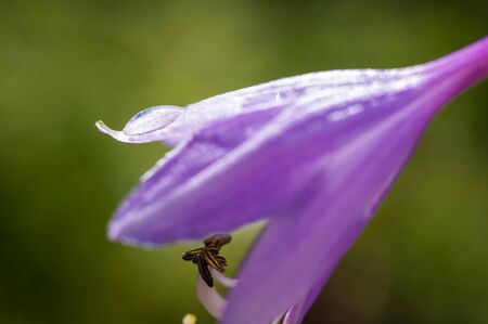 Flower hosta growing in the summer garden. close up, macro, selective focusの写真素材