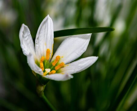 decorative white flower rain lily Zephyranthes grandiflora on blurred background, closeupの写真素材
