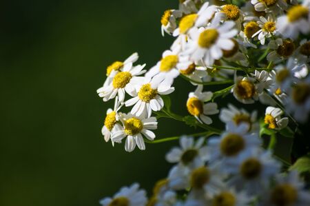 Blooming camomile, beautiful nature scene, summer backgroundの写真素材