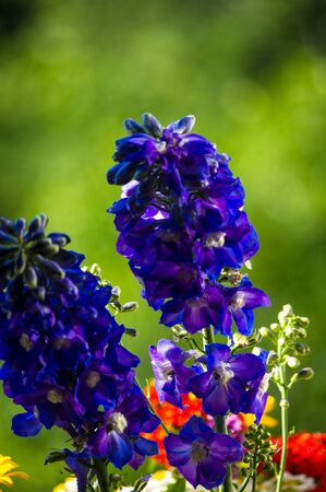 a colorful bouquet of bright spring flowers of various types, close-upの写真素材
