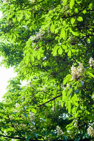 Flowering branches of chestnut Castanea sativa tree, and blue skyの写真素材