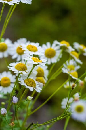 Blooming camomile, beautiful nature scene, summer backgroundの写真素材