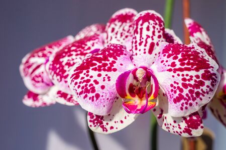Background for a greeting card - blooming bright multicolored orchidsの写真素材