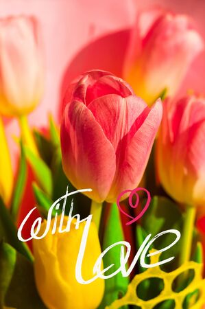 Greeting card - a bouquet of fresh spring pink and yellow tulips, holiday greetings, handwritten inscription with a brush, greeting lettering.の写真素材