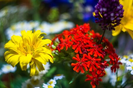 a colorful bouquet of bright spring flowers of various types, close-upの写真素材