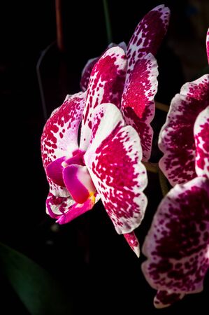 Background for a greeting card - blooming bright multicolored orchidsの写真素材