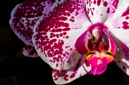 Background for a greeting card - blooming bright multicolored orchidsの写真素材